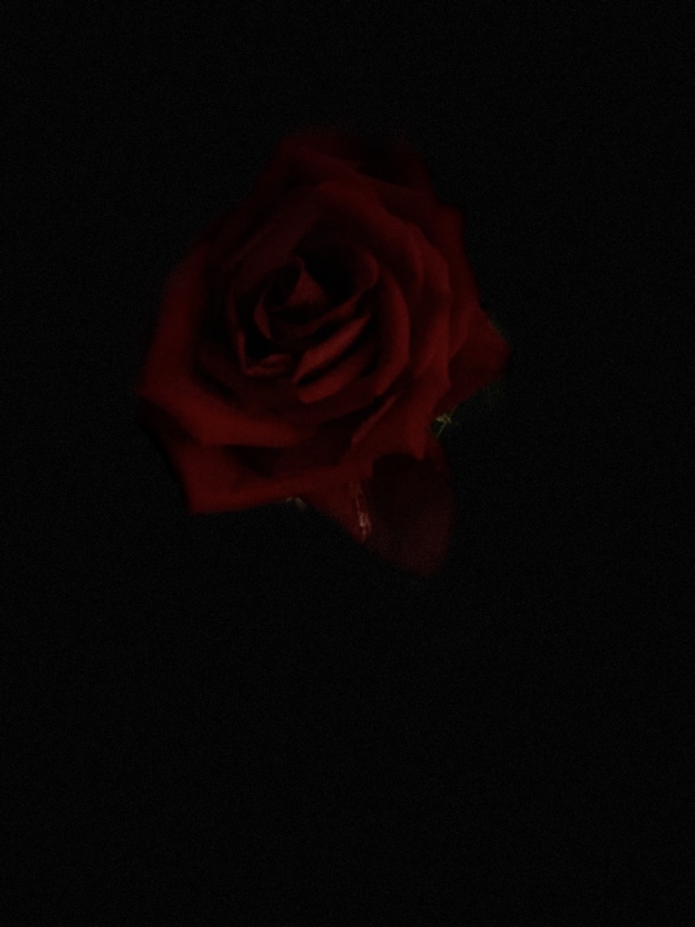 Rose Garden